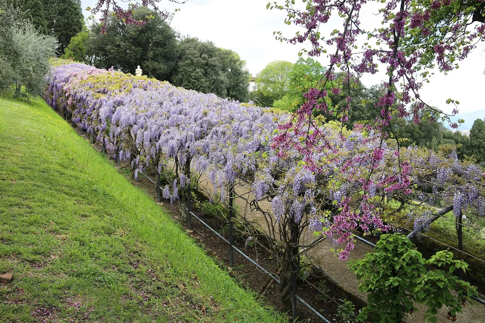 Pergolato di glicine fiorito in primavera nel Giardino Bardini a Firenze