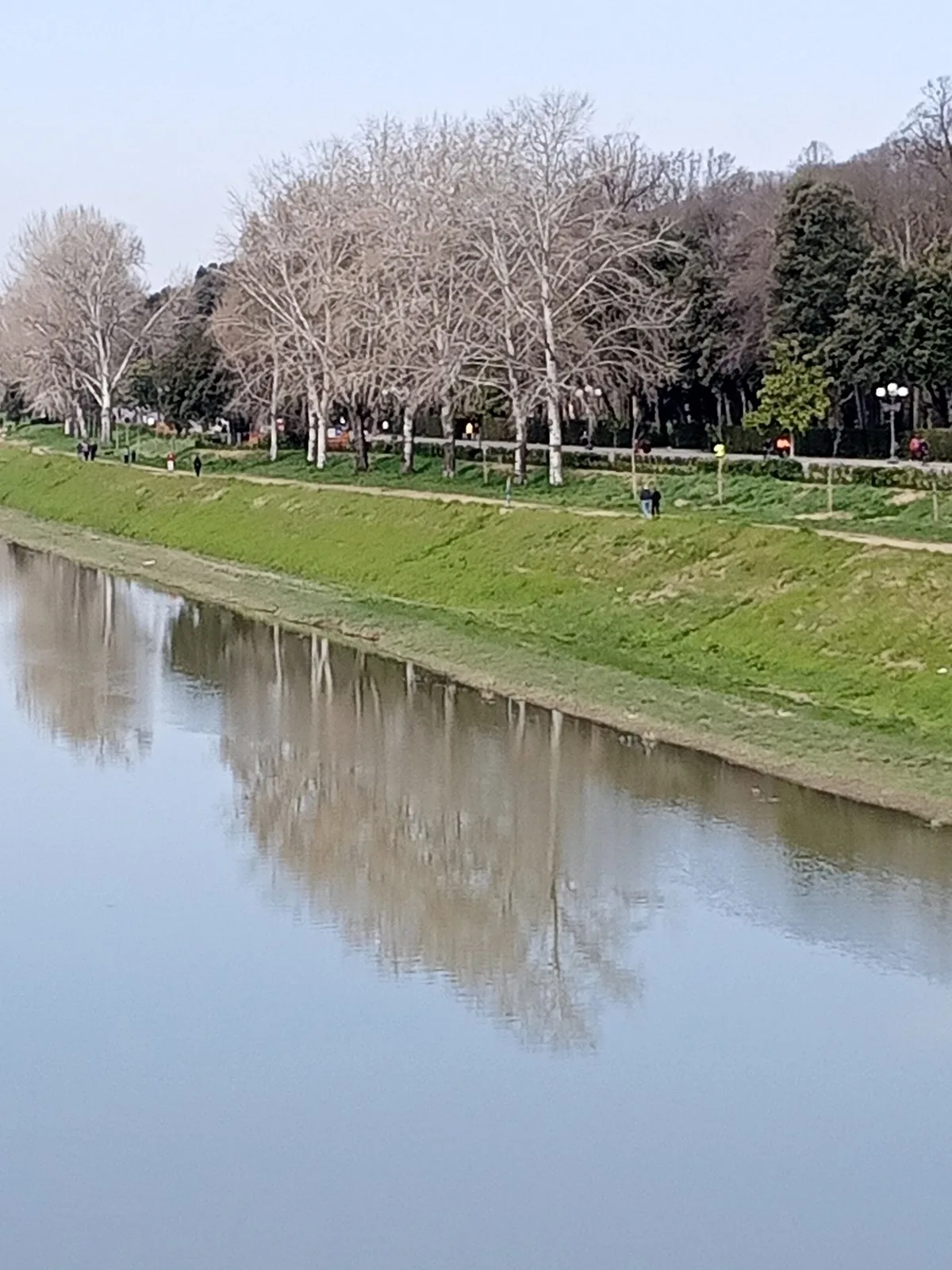 I platani del Parco delle Cascine lungo la riva dell'Arno, riflessi nell'acqua del fiume